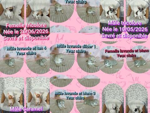 Chiot chihuahua poil court et long  600 75009 Paris