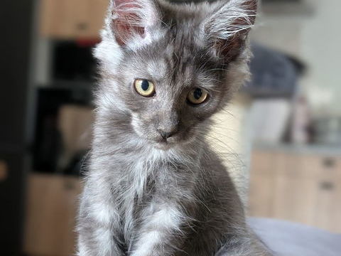 Chaton maine coon LOOF 1400 56140 Caro