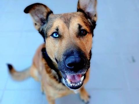 Saïko 290 59180 Cappelle-la-grande