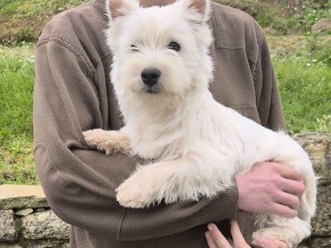 Chiot Westie 1600 56130 Péaule