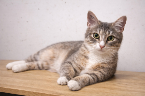 MARY ANN CHATONNE TIGRE BLANC 8 MOIS 225 92260 Fontenay-aux-roses