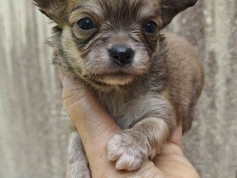Mini chiots chihuahuas LOFS 1200 95000 Cergy