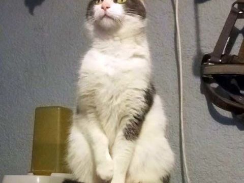 BELZEBUTH, magnifique chat gris et blanc à adopter via l'association UMA 200 18800 Villabon