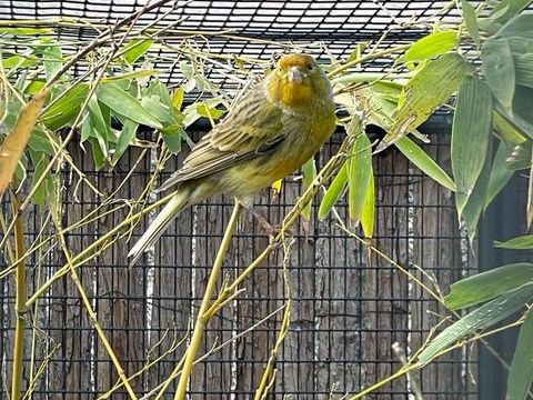 1 canaris avec petit cage
50 74100 Annemasse