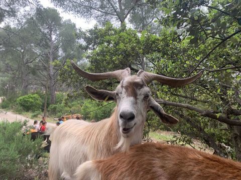 lot de ch&egrave;vres pour &eacute;co-p&acirc;turage en grand pastoral.
1500 83400 Hy�res