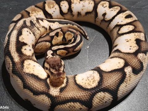Python regius Calico super pastel 350 43200 Le pertuis