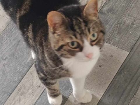 DIABLO 285 91810 Vert-le-grand