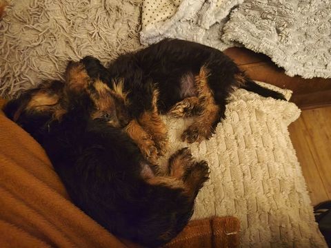 2 cavalier King charles 
Couleur noir feu 1200 59480 La bass�e