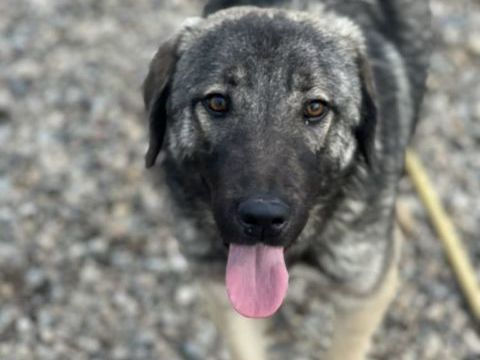  SHEILA crois&eacute;e de 8 mois 300 59300 Valenciennes