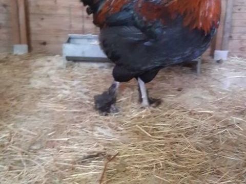 Coqs marrans n&eacute; le 14 avril 15 14190 Maizi�res