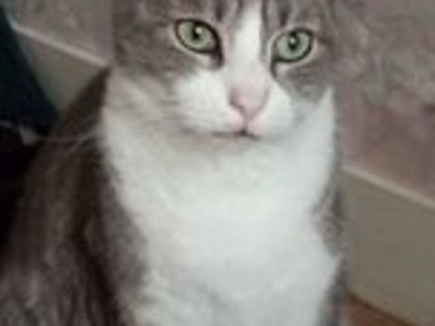 POMPE CHAT GRIS & BLANC 6 ANS 195 92260 Fontenay-aux-roses