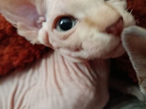 BB chaton Sphynx DISPO 
890 44160 Pontchâteau