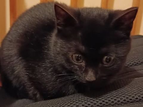 Chat AARON à l adoption 150 30000 Nmes