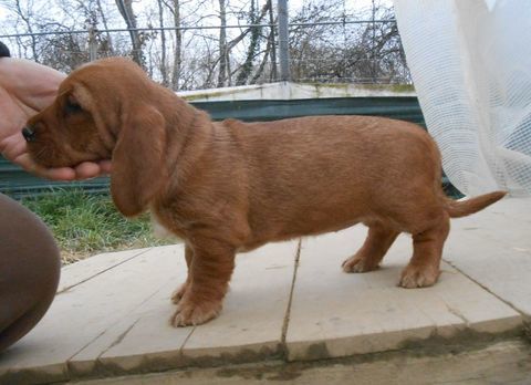 Chiots Basset Fauve de Bretagne LOF  disponibles fin octobre 2026 550 31350 Blajan
