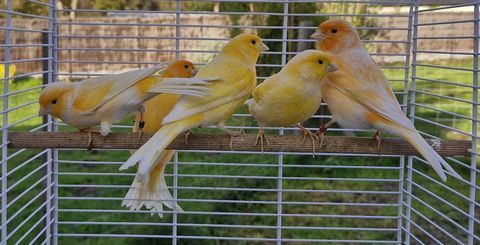 Canaris 15 44350 Gurande