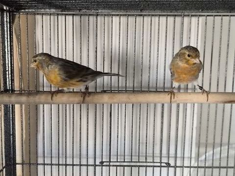 Canaris m&acirc;le et femelle jeune de l'ann&eacute;e 0 86430 Luchapt