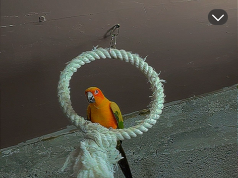 Chercher femelle soleil 350 33390 Eyrans