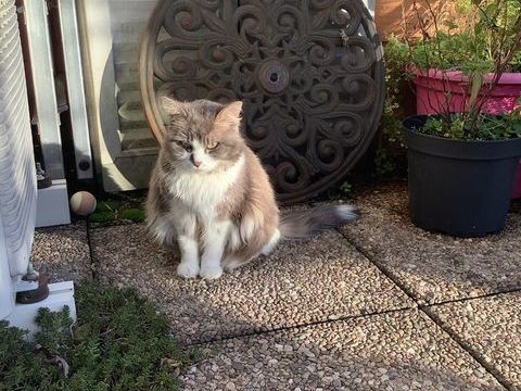 Recherche jeune chaton femelle poils longs ou mi-longs, 0 25000 Besan�on