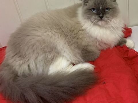 jeune ragdoll 800 33390 Blaye