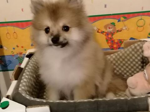 chiot   spitz  nain 1300 17400 Saint-denis-du-pin