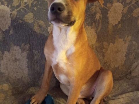 Spooky, m&acirc;le crois&eacute; berger, n&eacute; le 15/06/2025🐶 300 22000 Saint-brieuc