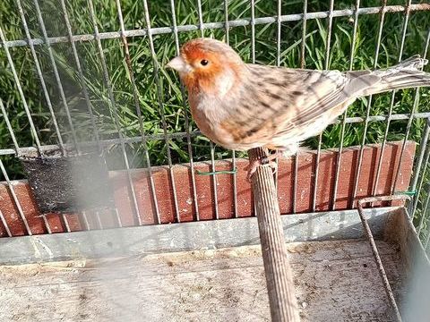 Canaris m&acirc;le 25 33114 Le barp