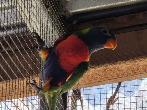 Perruches becs crochus 0 09100 Pamiers