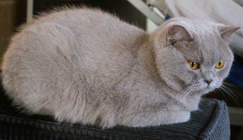 Chatte retrait&eacute;e d'&eacute;levage 200 25200 Grand-charmont