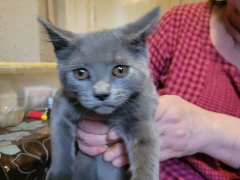 beaux chatons chartreux loof cherchent famille 700 42100 Saint-etienne