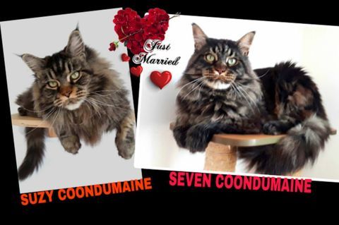 CHATONS MAINE COON CHATTERIE COONDUMAINE BARONVILLE 57340 1500 57340 Baronville