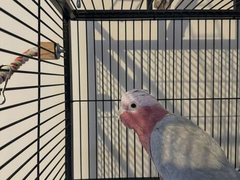 Kakatoes rosealbin 1300 02880 Crouy