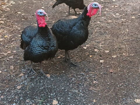 Dindes 12 14220 Tournebu