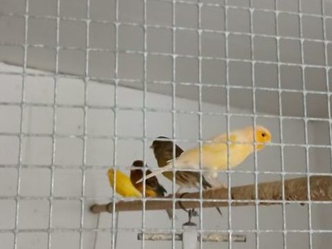 Canaris mâle et femelle  25 59490 Somain