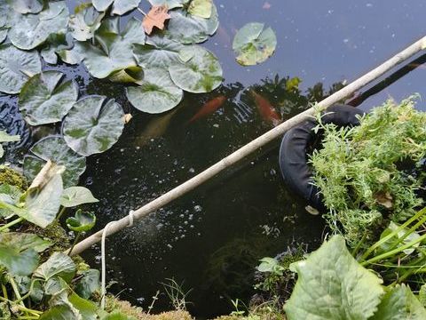 Poisson ? d'extérieur de bassin 0 74350 Andilly