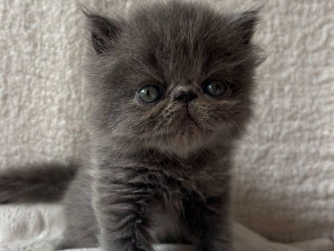 Chaton persan LOOF 1200 34160 Beaulieu