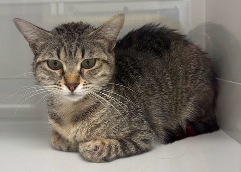 BEREZINA, chatte tigr&eacute;e 1 an 120 34500 Béziers
