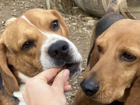Ti Beagle est &agrave; l'adoption! 0 34000 Montpellier