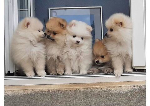 5 chiots &eacute;lev&eacute;s &agrave; la maison en famille 1200 92310 Sèvres