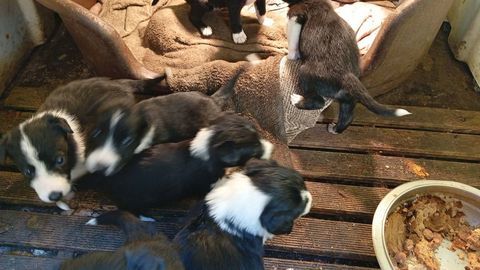 chiots borders collie. 600 59181 Steenwerck