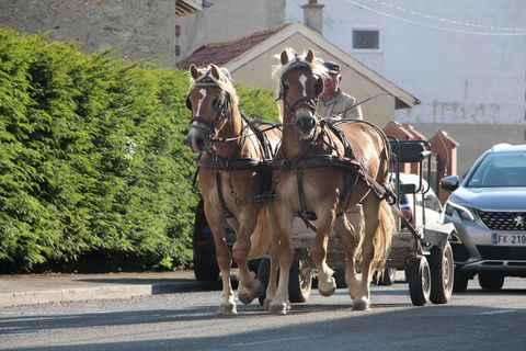  paire de   haflinger 10000 51490 �poye