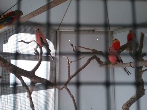 oiseaux de volière 80 49340 Trmentines