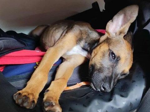 Tanina la complice des chats 300 59000 Lille