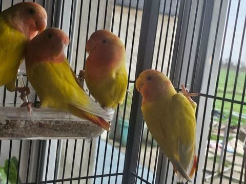 Inseparable roseicollis lutino opaline 40 53290 Saint-denis-d'anjou