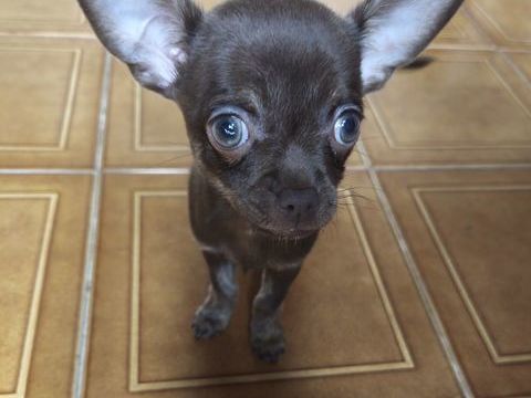 Chiot femelle, type chihuahua. 0 66170 Millas