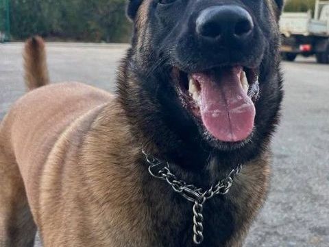 Chien VANILLE &agrave; l adoption 350 83140 Six-fours-les-plages