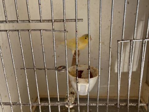 Canari 20 33130 B�gles