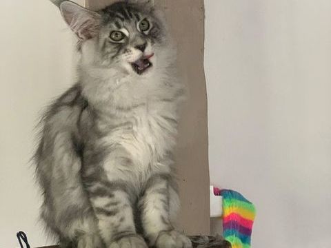 "&nbsp;Maine Coon&nbsp;" LOOF 1200 41600 Chaon