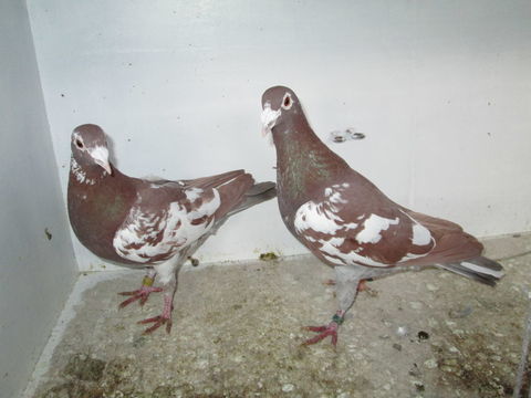 PIGEONS VOYAGEURS CHOCOMEULEMAN 30 80150 Cr�cy-en-ponthieu