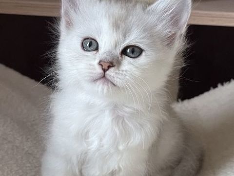 Magnifique chatons Asian Longhair LOOF &agrave; r&eacute;serv&eacute; 1600 57445 R�ding