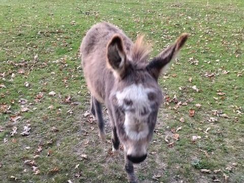 Anon de petite taille 750 35135 Chantepie